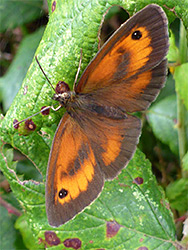 Gatekeeper butterfly