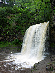 Trees above the falls