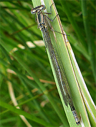 Damselfly