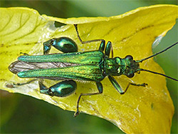 Thick-legged flower beetle