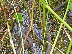 Grass snake