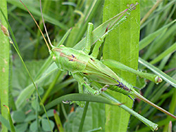 Bush cricket