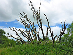 Tree branches