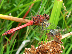 Ruddy darter