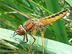 >Scarce chaser