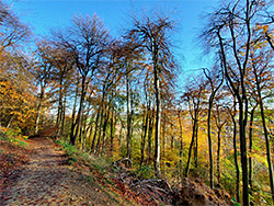 Path through beech