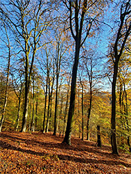 Sheep Path Wood