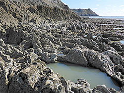 Barnacle-covered limestone