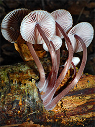 Burgundydrop bonnet - gills