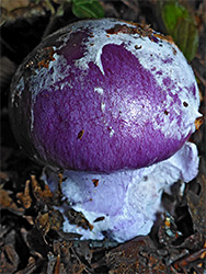 Cortinarius croceocaeruleus