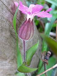 Red catchfly