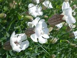 Sea campion