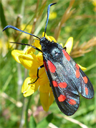 Burnet moth