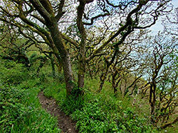 The coast path