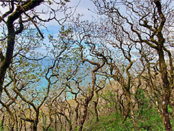 Trees in Sloo Wood