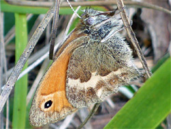 Small heath butterfly