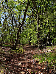 Woodland path