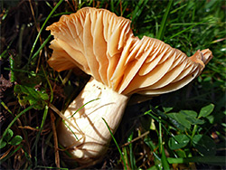 Meadow waxcap