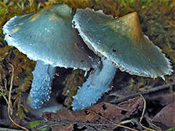 Blue roundhead - caps