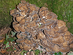 Hen of the woods