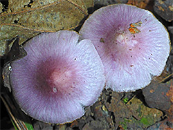 Lilac fibrecap