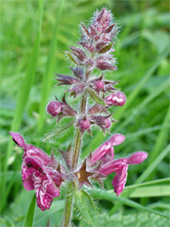 Hedge woundwort