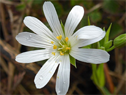 Greater stitchwort