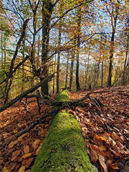 Mossy trunk