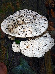 White cheese polypore