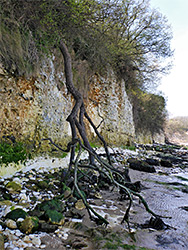 Fallen tree