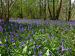 Bluebells in Sturgeon Wood