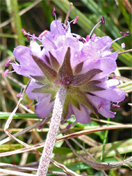 Devil's-bit scabious