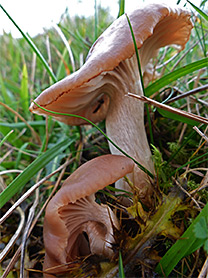 Meadow waxcap