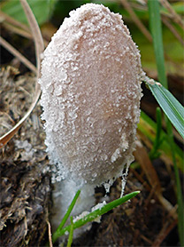 Snowy inkcap