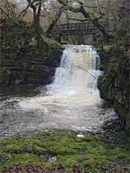 Moss beside the river