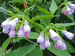 Russian comfrey