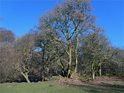 Field and trees