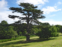 Lebanon cedar