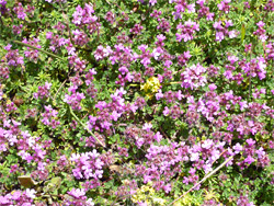 Wild thyme