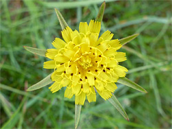 Meadow salsify