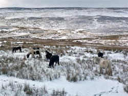 Group of horses