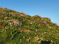 Wildflowers