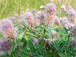 Hare's-foot clover