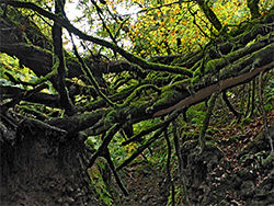 Fallen tree