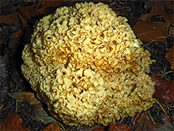 Cauliflower fungus