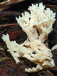Crested coral