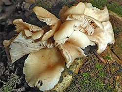 Oyster mushroom
