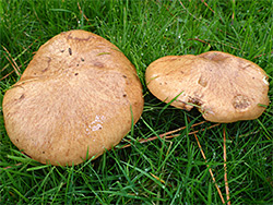 Suillus - caps