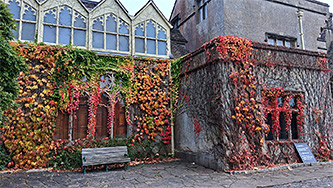 Autumnal ivy
