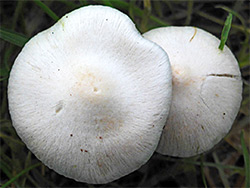 White fibrecap